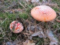 Red fly agaric mushroom or toadstool in the grass. Latin name is Amanita muscaria. Toxic mushroom