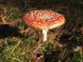 Red fly agaric mushroom or toadstool in the grass. Latin name is Amanita muscaria. Toxic mushroom