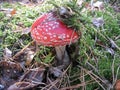 Red fly agaric mushroom or toadstool in the grass. Latin name is Amanita muscaria. Toxic mushroom