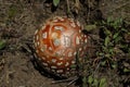 Ed fly agaric mushroom or toadstool in the grass.