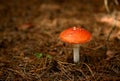 A red fly agaric in a summer forest on the ground covered with dry pine needles, close-up. Royalty Free Stock Photo