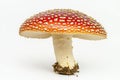 Red fly agaric toadstool mushroom with white stem isolated Royalty Free Stock Photo