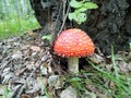 Red fly agaric under a tree Royalty Free Stock Photo