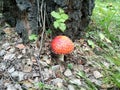 Red fly agaric under a tree Royalty Free Stock Photo