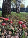 Red fly agarics and dry leaves under birch trees Royalty Free Stock Photo