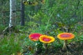 Red fly agarics. Royalty Free Stock Photo
