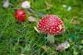 Red fly agarics with white dots on a green forest lawn Royalty Free Stock Photo