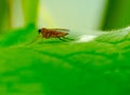 Red fly on a green leaf close up selective focus Royalty Free Stock Photo