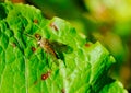 Red fly on a green leaf close up selective focus Royalty Free Stock Photo