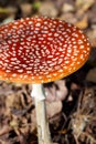 Red fly mushroom