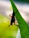 the red fly was perched on a leaf, not afraid to fall because its legs were firmly gripped