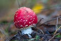 Red flyagaric mushroom Royalty Free Stock Photo
