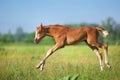 Red foal fun and play on meadow Royalty Free Stock Photo