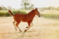 A red foal gallops freely across the field Royalty Free Stock Photo