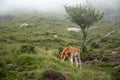 Red foal grazing on a hillside in the fog. Young horse eating green fresh grass in a mountain pasture Royalty Free Stock Photo