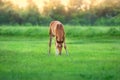 Red foal on pasture Royalty Free Stock Photo