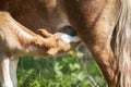 Red foal pony eating milk of his mother pony Royalty Free Stock Photo