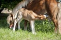 Red foal pony with a white blaze on his head eating milk of his mother pony Royalty Free Stock Photo