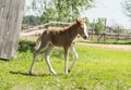 Red foal pony with a white blaze on his head stand Royalty Free Stock Photo