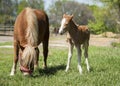 Red foal pony with a white blaze on his head stand near his mother pony Royalty Free Stock Photo