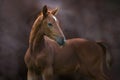 Red foal portrait Royalty Free Stock Photo