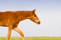 Red foal portrait Royalty Free Stock Photo