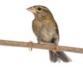 Red Fod perched on a branch - Foudia madagascariensis