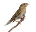 Red Fod perched on a branch - Foudia madagascariensis