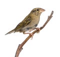 Red Fod perched on a branch - Foudia madagascariensis