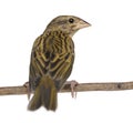 Red Fod perched on a branch - Foudia madagascariensis