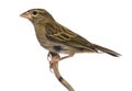 Red Fod perched on a branch - Foudia madagascariensis