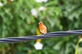 The red fody, also known as the Madagascar fody , red cardinal fody in Mauritius is  native to Madagascar Royalty Free Stock Photo