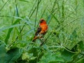 The Red Fody bird is chirping on the branches of the tree to find its food and eating. I photographed the bird at 38