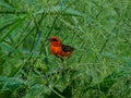 The Red Fody bird is chirping on the branches of the tree to find its food and eating. I photographed the bird at 30