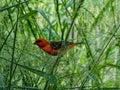 The Red Fody bird is chirping on the branches of the tree to find its food and eating. I photographed the bird at 3