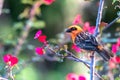 A Red Fody bird,  Foudia madagascariensis , also known as Madagascar Fody perched on a branck with flowers in Victoria, Royalty Free Stock Photo