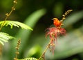 The red fody Foudia madagascariensis, also known as the Madagascar fody in Madagascar sitting on the red flower Royalty Free Stock Photo