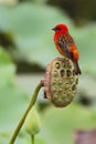 Red Fody Foudia madagascariensis Royalty Free Stock Photo