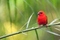 The red fody Foudia madagascariensis seated on the branch with green background. A red weaver from the African islands sits in a Royalty Free Stock Photo