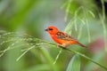 The red fody Foudia madagascariensis seated on the grass with green background. A red weaver from the African islands sits in a