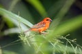 The red fody Foudia madagascariensis seated on the grass with green background. A red weaver from the African islands sits in a Royalty Free Stock Photo