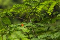 Red fody on the tropical islands of the Seychelles Royalty Free Stock Photo