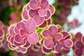 The red foliage of barberry Thunberg in the garden