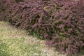 Berberis thunbergii atropurpurea shrub