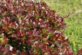 Red foliage Berberis x media `Red Jewel