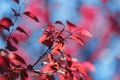 Red foliage on a blue natural background. Beautiful leaves. Colorful trees in autumn. Ecology and environment concept. Royalty Free Stock Photo