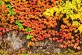 red foliage of creeper plant on the wall in autumn garden Royalty Free Stock Photo