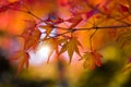 Red foliage of Japanese maple tree