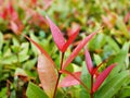 Red foliage kelat Payas ,Syzygium australe Big Red Lilly Pilly Royalty Free Stock Photo