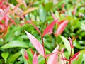 Red foliage kelat Payas ,Syzygium australe Big Red Lilly Pilly Royalty Free Stock Photo